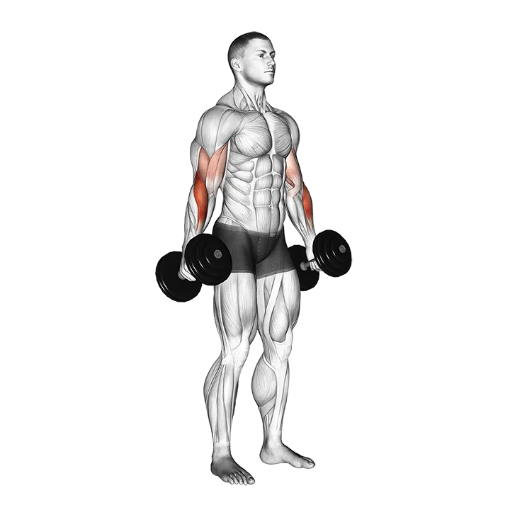 Dumbbell Hammer Curl (version 2) exercise animation (Male)