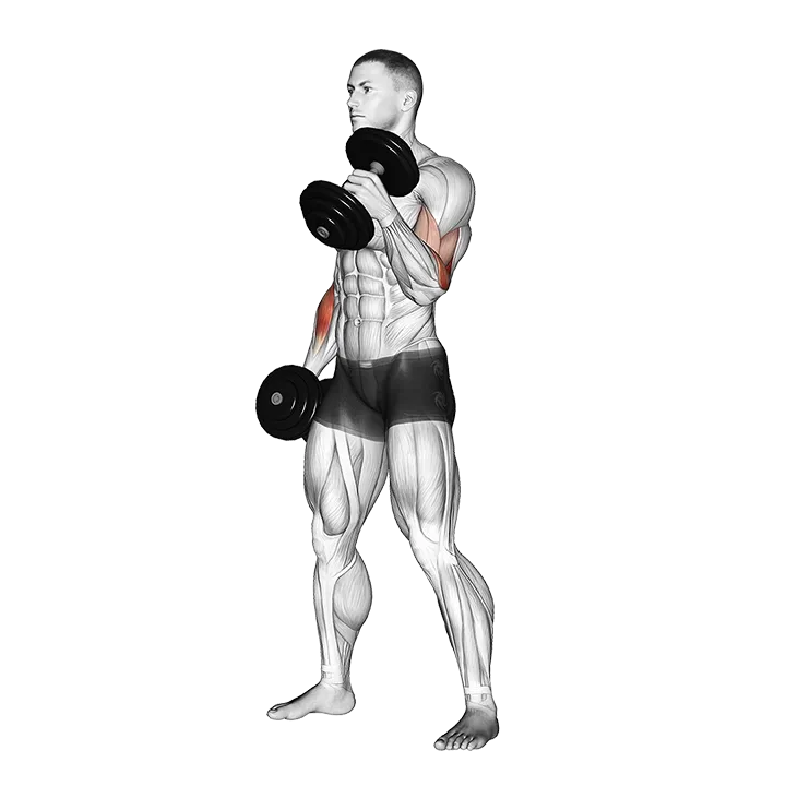 Dumbbell Hammer Curl exercise animation (Male)