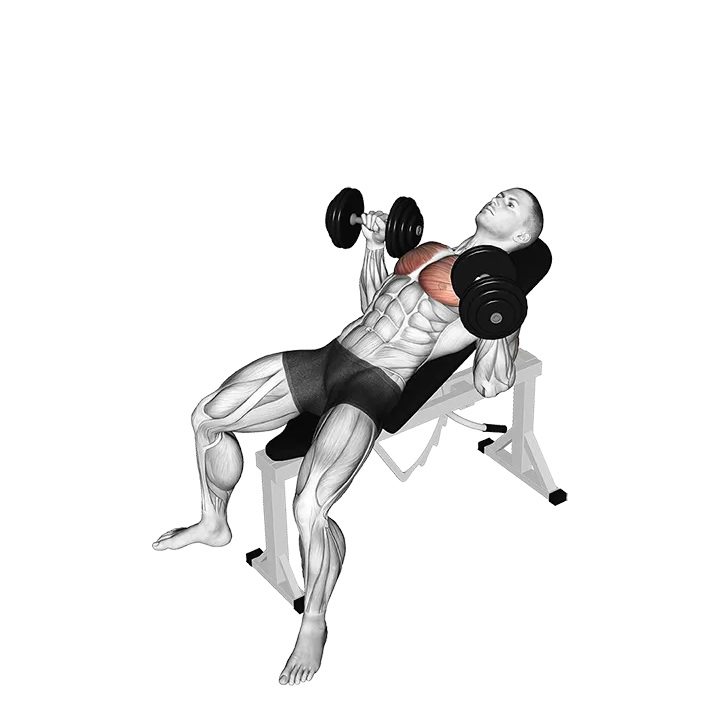 Dumbbell Incline Bench Press exercise animation (Male)