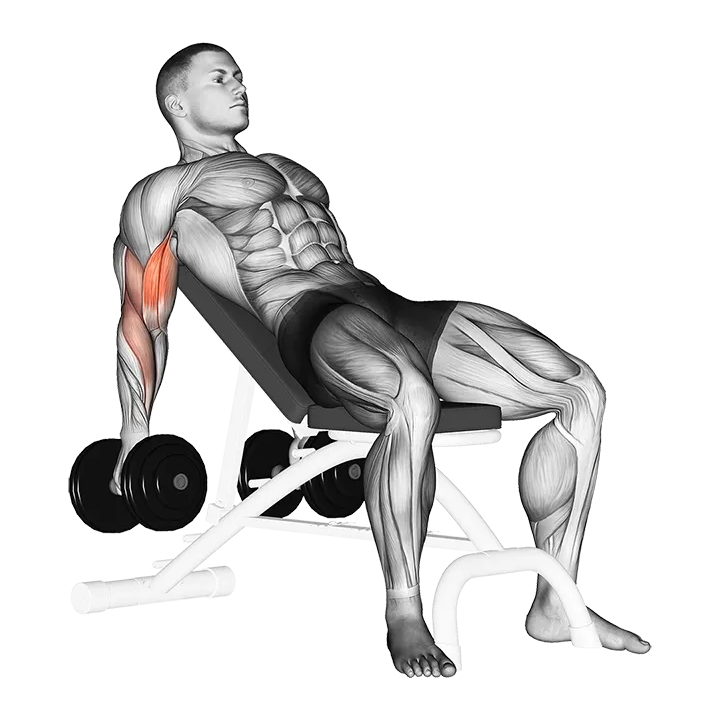 Dumbbell Incline Biceps Curl exercise animation (Male)