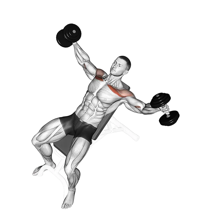 Dumbbell Incline Breeding exercise animation (Hombre)