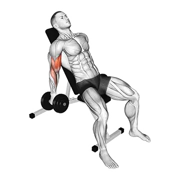 Dumbbell Incline Curl