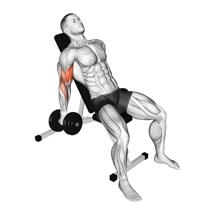 Dumbbell Incline Curl exercise animation (Männlich)