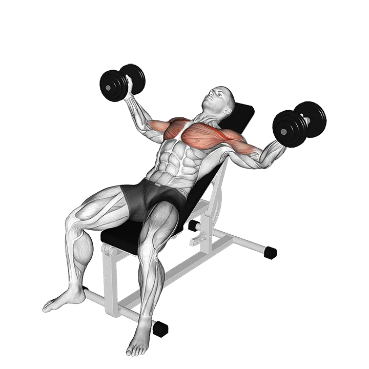 Dumbbell Incline Fly exercise animation (Male)