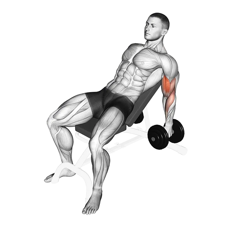 Dumbbell Incline Hammer Curl exercise animation (Male)