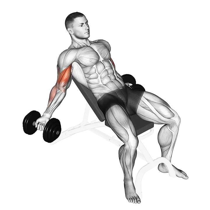 Dumbbell Incline Inner Biceps Curl exercise animation (Male)
