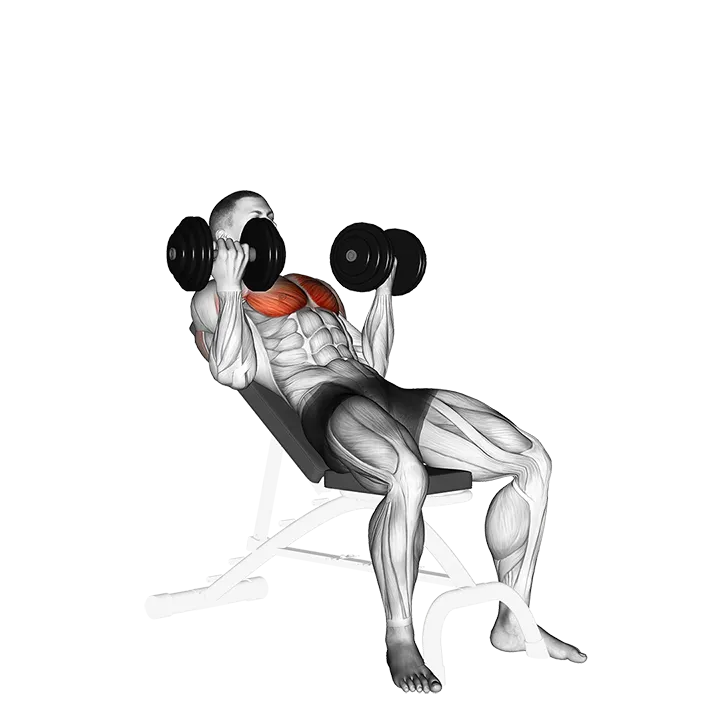 Dumbbell Incline Palm-in Press exercise animation (Male)