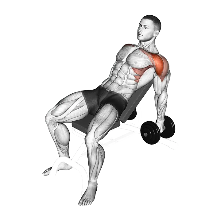 Dumbbell Incline Raise exercise animation (Male)