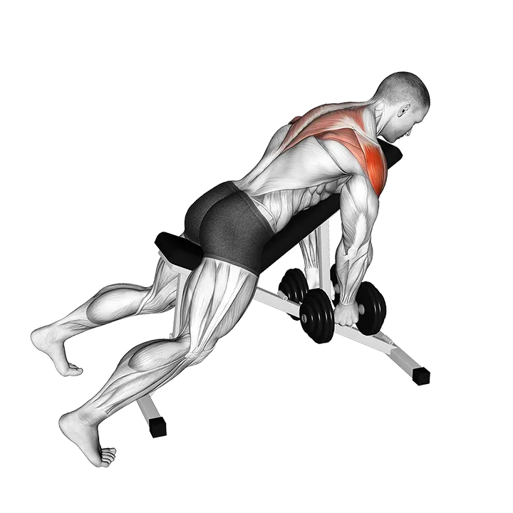Dumbbell Incline Rear Lateral Raise exercise animation (Male)