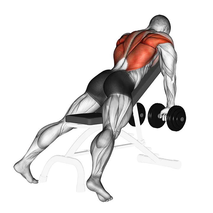 Dumbbell Incline Row exercise animation (Male)