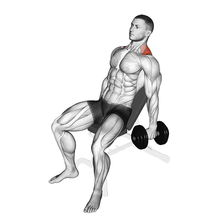 Dumbbell Incline Shrug exercise animation (Male)
