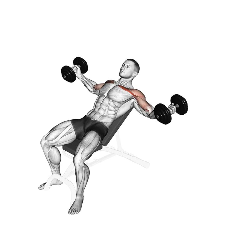 Dumbbell Incline Twisted Flyes exercise animation (Male)