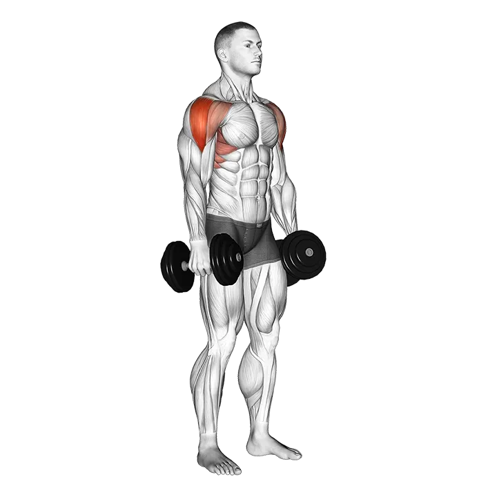 Dumbbell Lateral Raise exercise animation (Hombre)