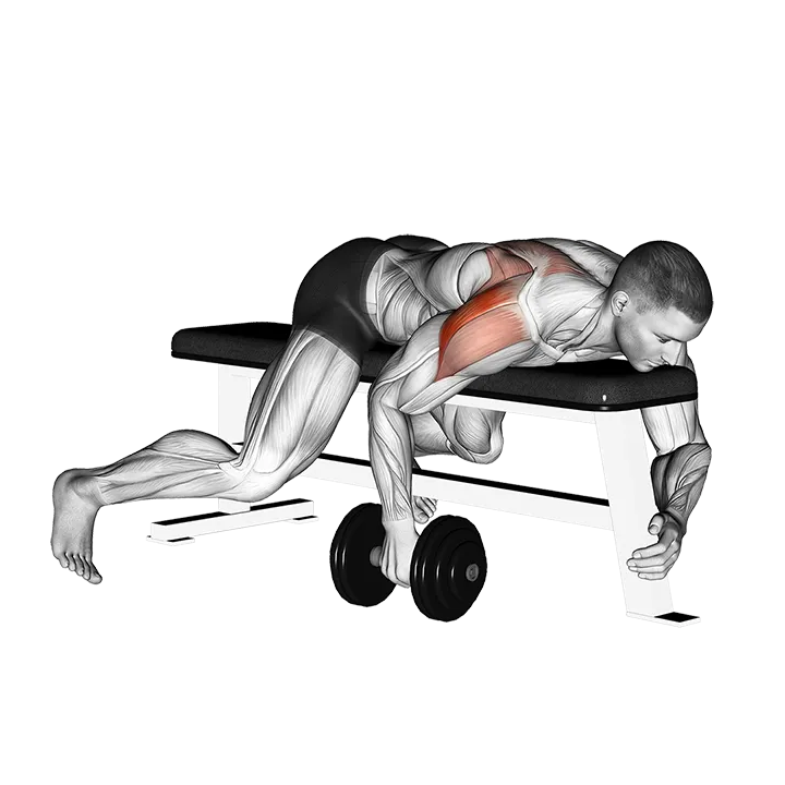 Dumbbell Lying One Arm Rear Lateral Raise exercise animation (Male)