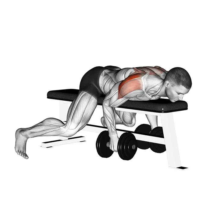 Dumbbell Lying Rear Lateral Raise exercise animation (Male)