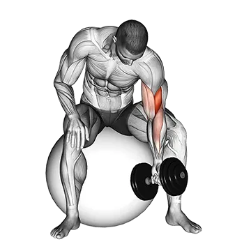 Dumbbell One Arm Concetration Curl (on stability ball)