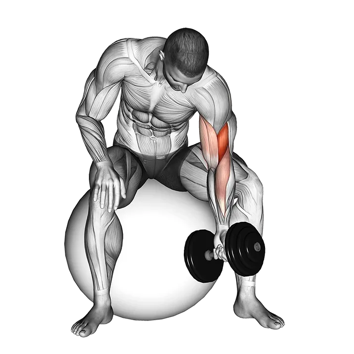 Dumbbell One Arm Concetration Curl (on stability ball) exercise animation (Male)