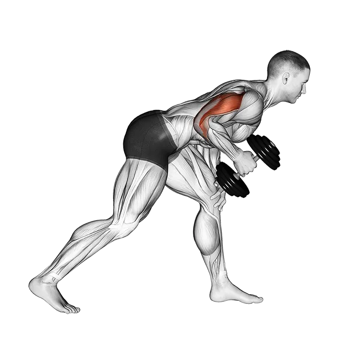 Dumbbell One Arm Kickback exercise animation (Male)