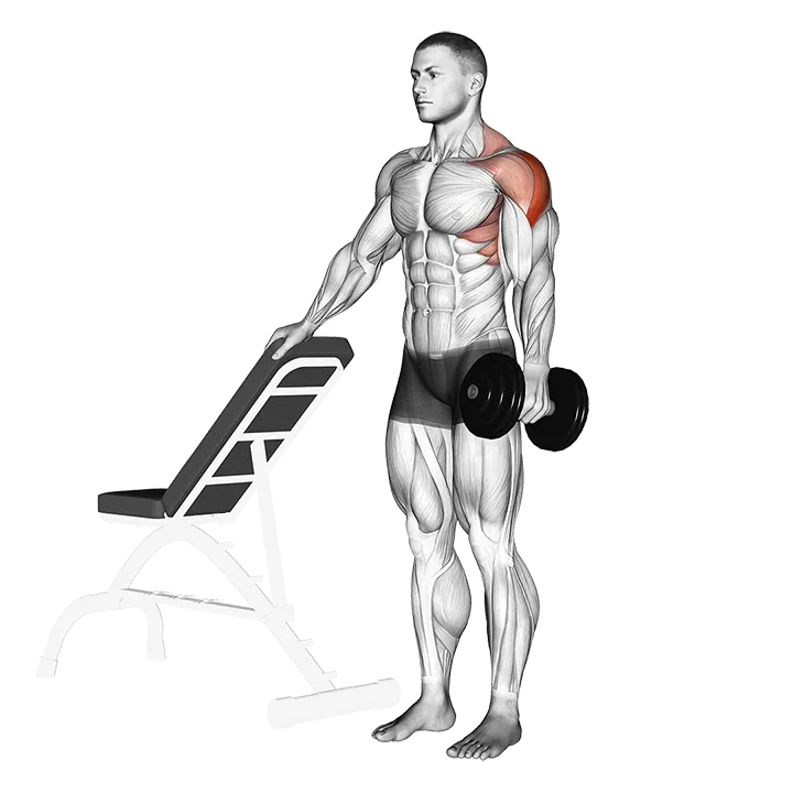 Dumbbell One Arm Lateral Raise with support exercise animation (Male)