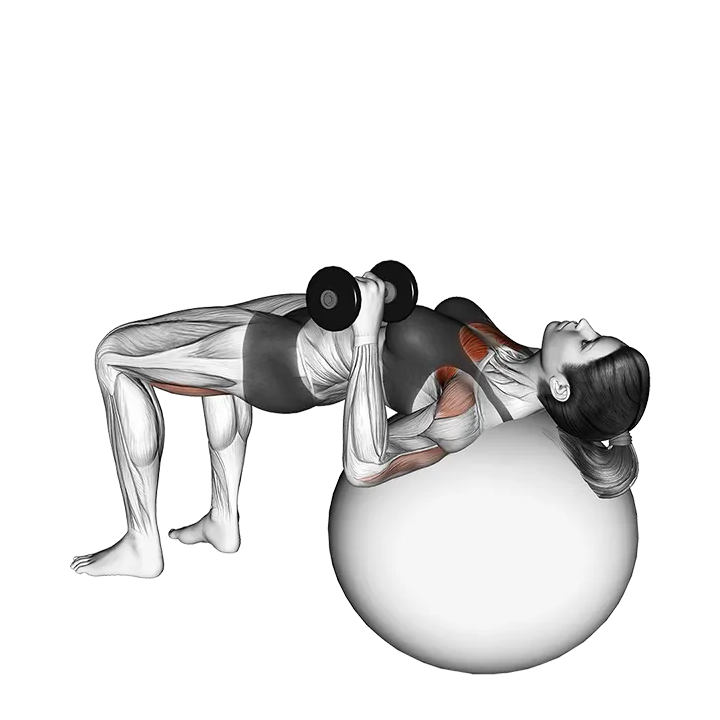 Dumbbell One Arm Press (on stability ball) exercise animation (Female)