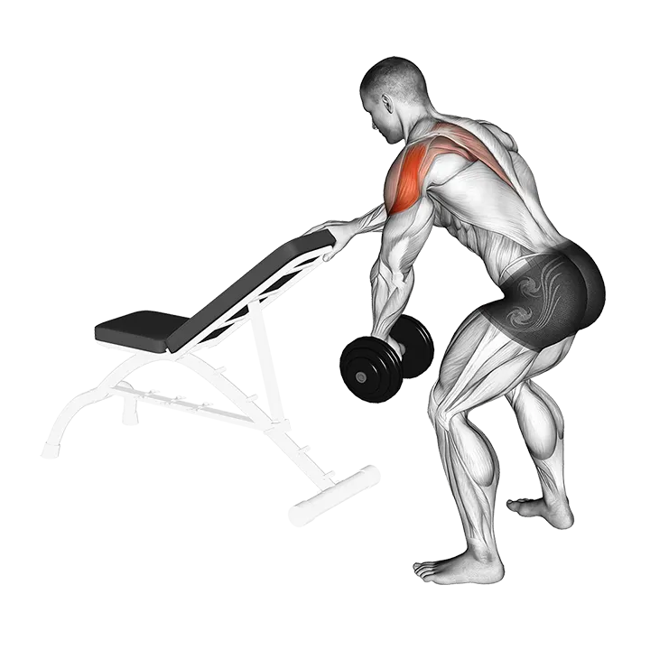 Dumbbell One Arm Reverse Fly (with support) exercise animation (Männlich)