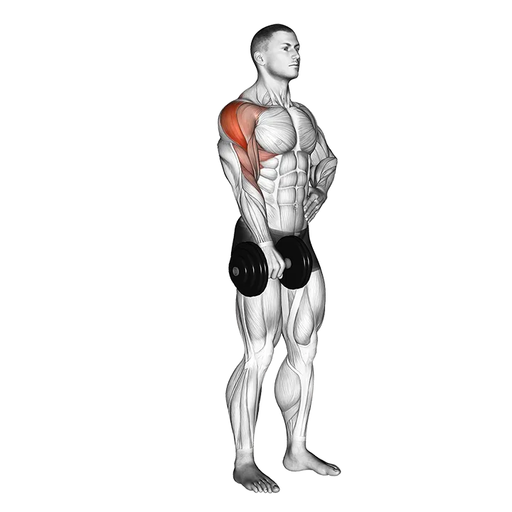 Dumbbell One Arm Upright Row exercise animation (Male)