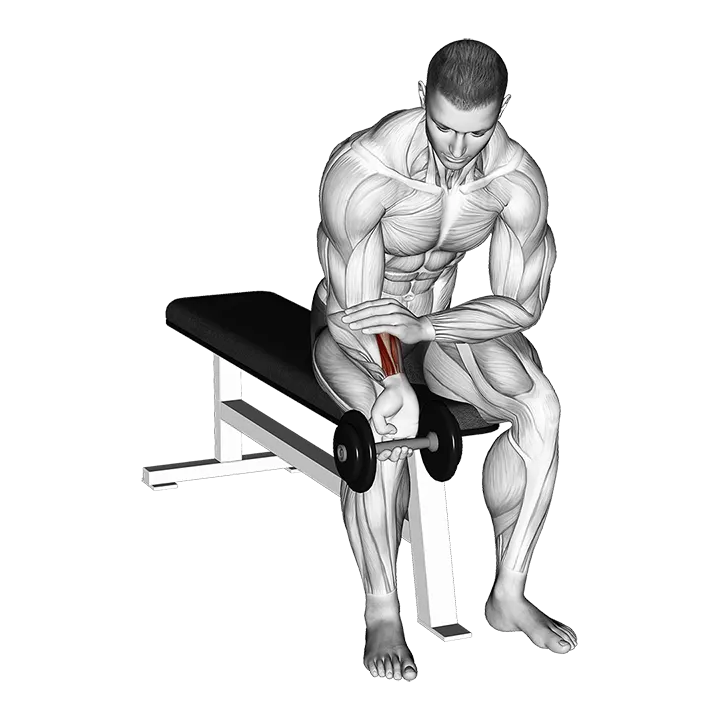Dumbbell One arm Wrist Curl exercise animation (Male)