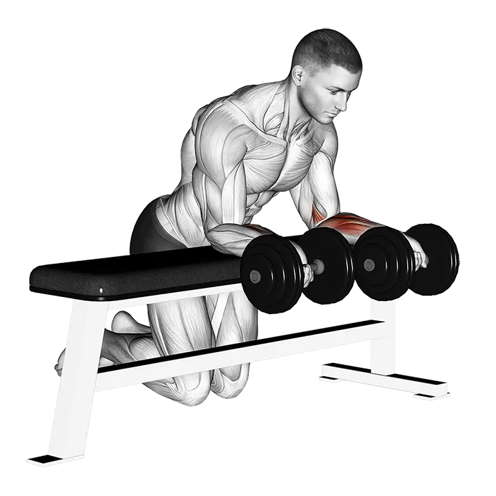 Dumbbell Over Bench Revers Wrist Curl exercise animation (Male)