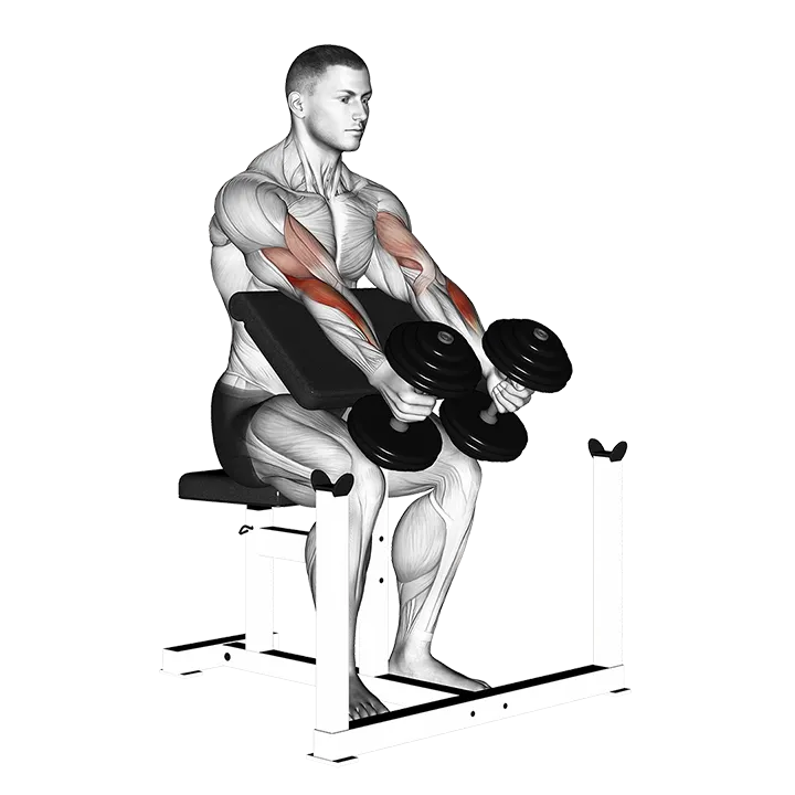 Dumbbell Peacher Hammer Curl exercise animation (Male)