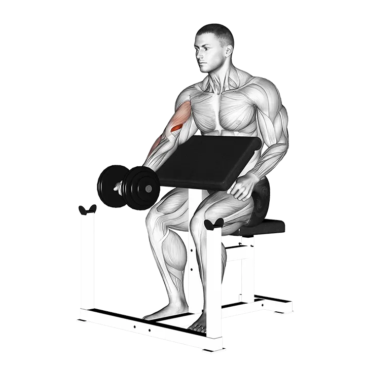 Dumbbell Preacher Curl exercise animation (Male)