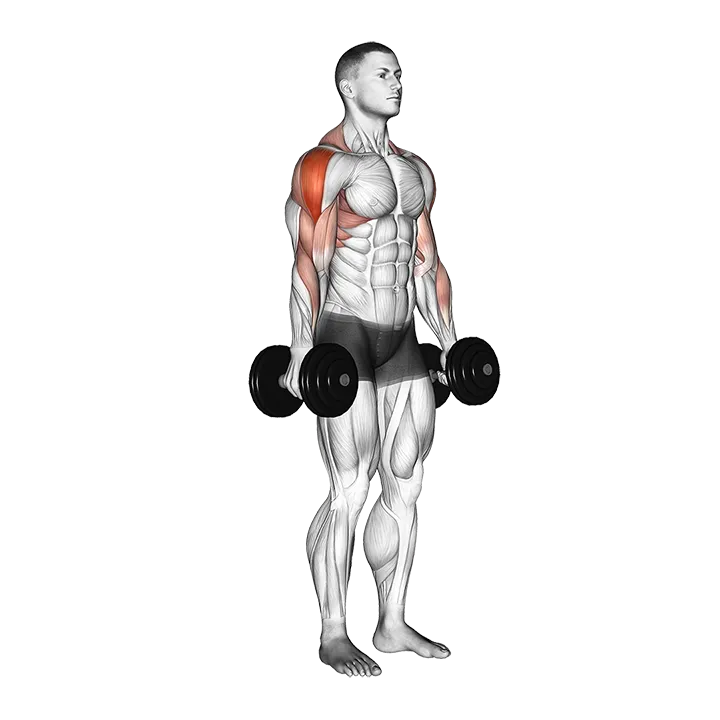 Dumbbell Raise exercise animation (Male)