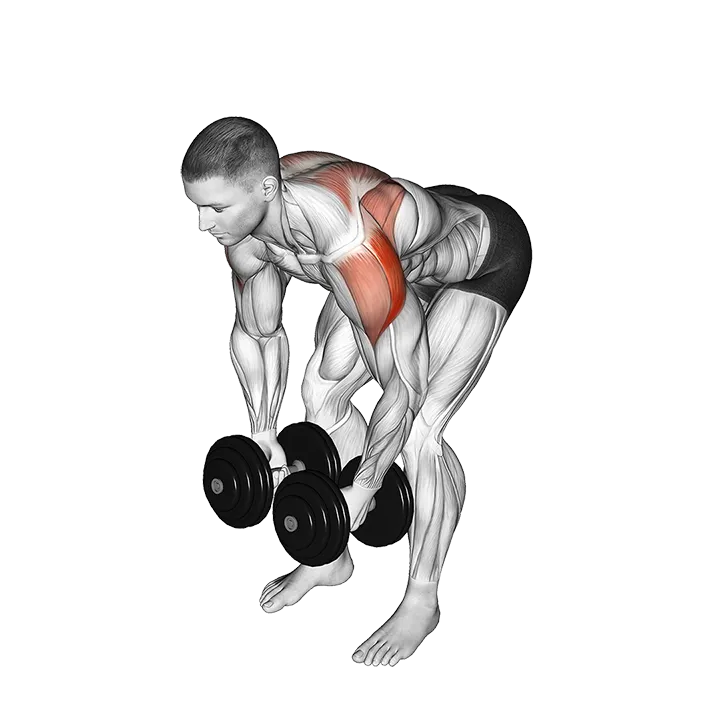 Dumbbell Rear Lateral Raise exercise animation (Male)