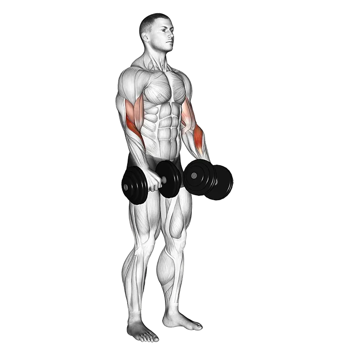 Dumbbell Revers grip Biceps Curl exercise animation (Male)