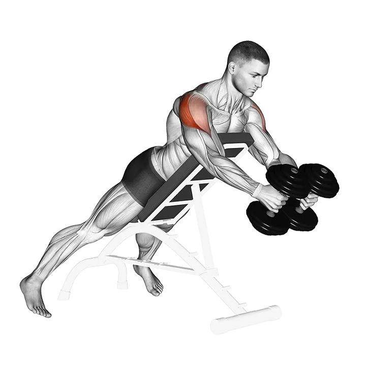 Dumbbell Reverse Fly exercise animation (Male)