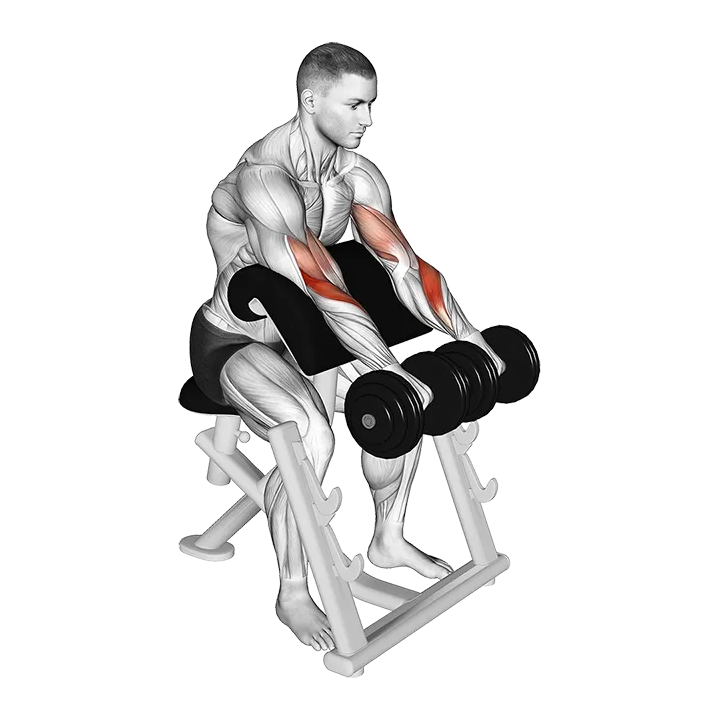 Dumbbell Reverse Preacher Curl exercise animation (Male)