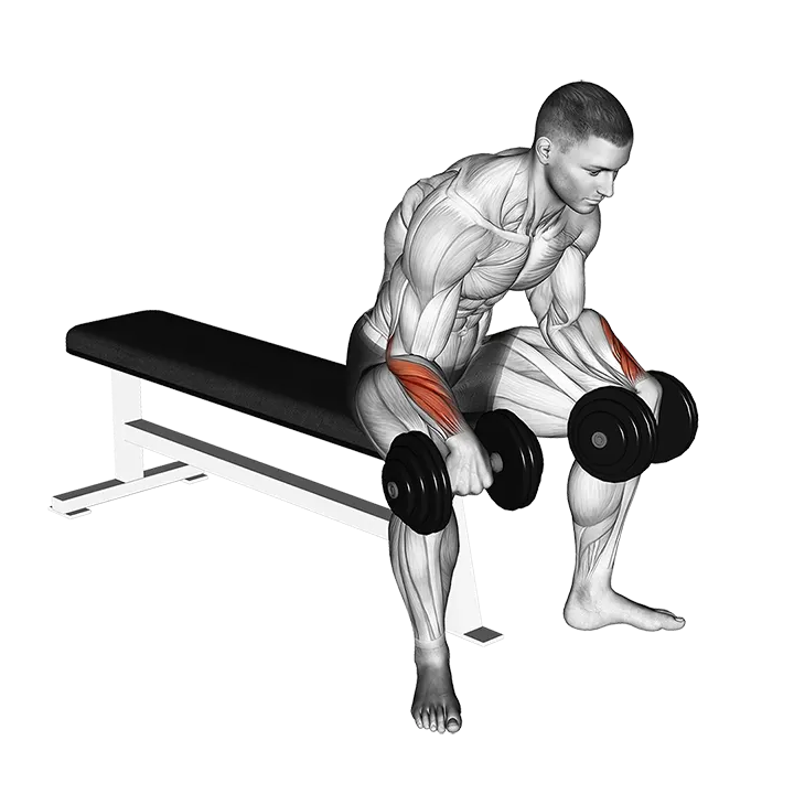 Dumbbell Reverse Wrist Curl exercise animation (Male)