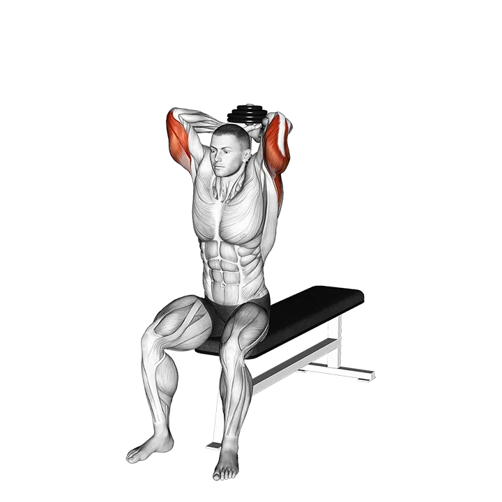Dumbbell Seated Bench Extension exercise animation (Male)