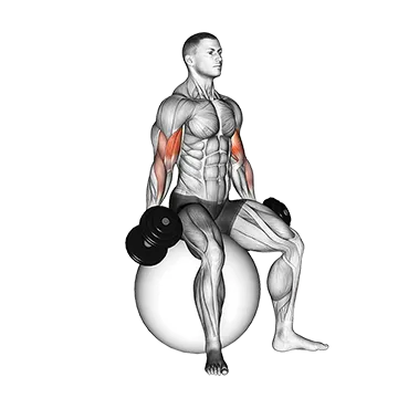 Dumbbell Seated Biceps Curl (on stability ball)