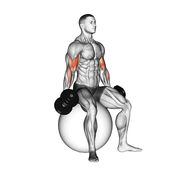 Dumbbell Seated Biceps Curl (on stability ball) exercise animation (Male)