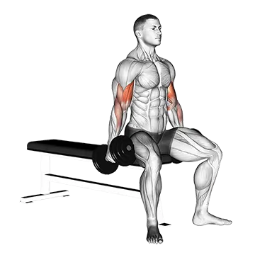 Dumbbell Seated Curl