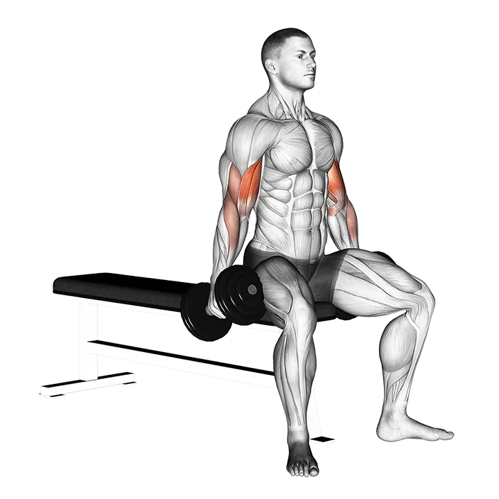 Dumbbell Seated Curl exercise animation (Male)