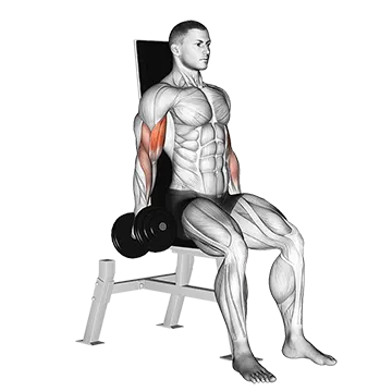 Dumbbell Seated Inner Biceps Curl