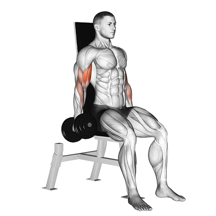 Dumbbell Seated Inner Biceps Curl exercise animation (Male)