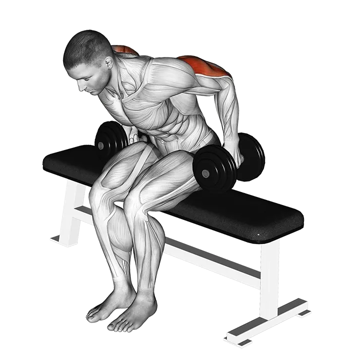 Dumbbell Seated Kickback exercise animation (Male)