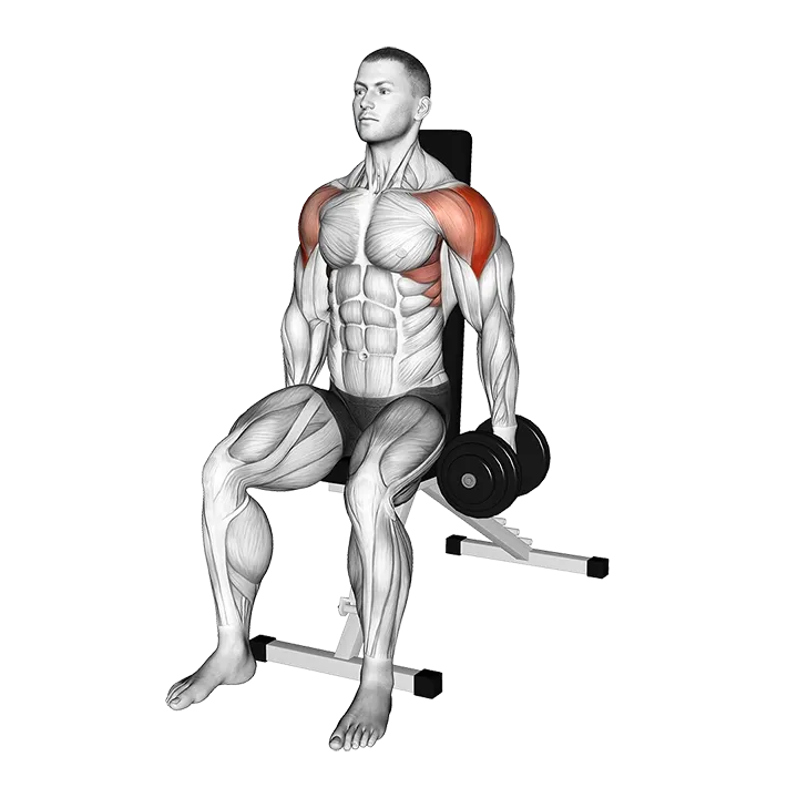Dumbbell Seated Lateral Raise (version 2) exercise animation (Male)