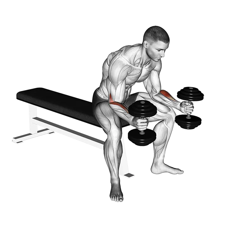 Dumbbell Seated Neutral Wrist Curl exercise animation (Male)