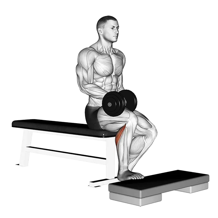 Dumbbell Seated One Leg Calf Raise exercise animation (Male)