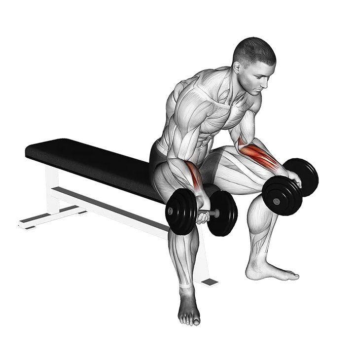 Dumbbell Seated Palms Up Wrist Curl exercise animation (Male)