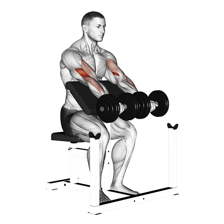 Dumbbell Seated Preacher Curl exercise animation (Male)