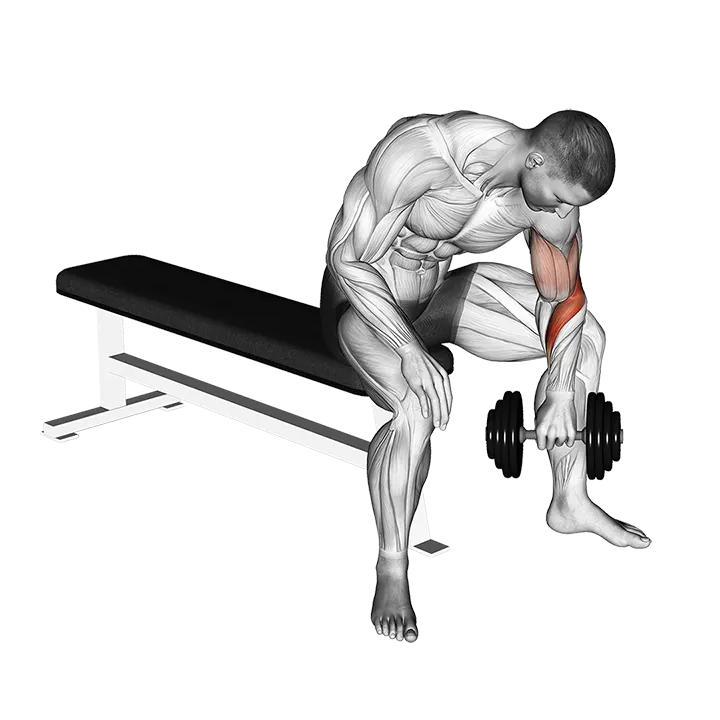 Dumbbell Seated Revers grip Concentration Curl exercise animation (Male)